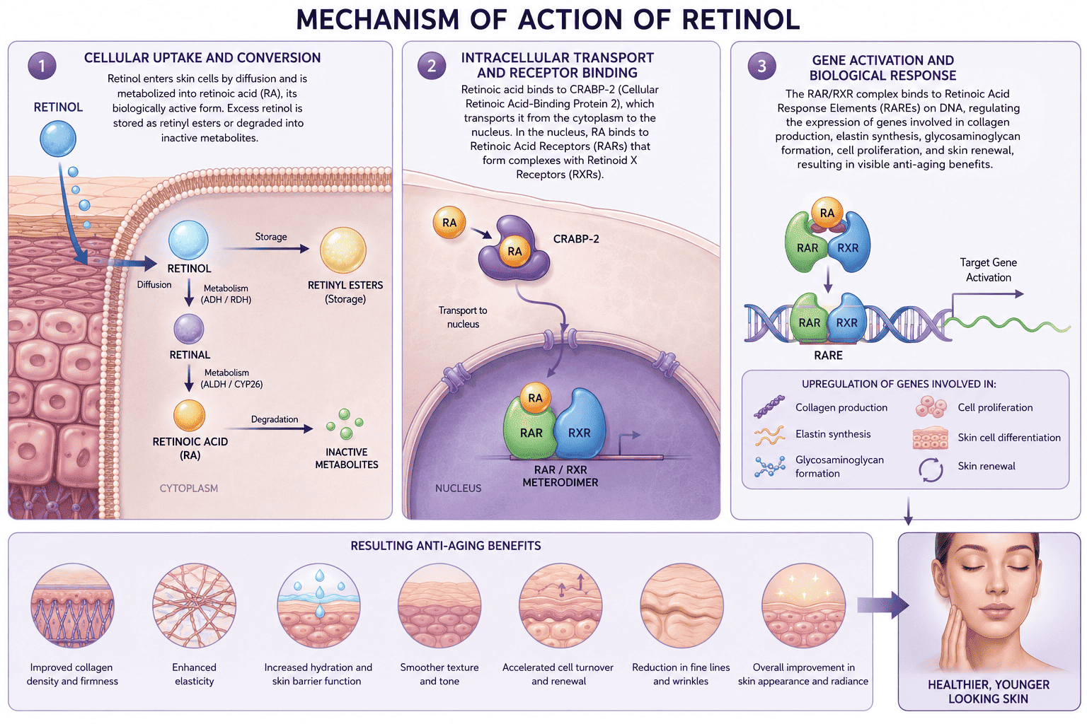 RETINOKAP- 50P - Retinol cosmetic raw material supplier, retinol active ingredient mechanism of action
