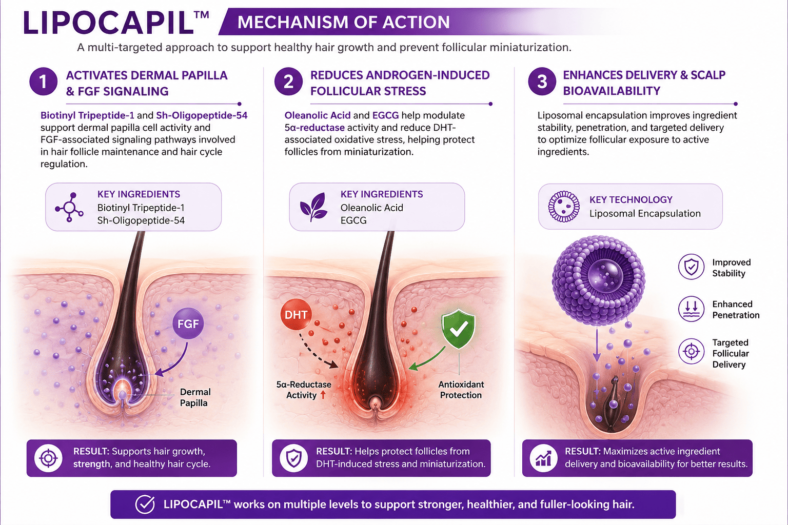 LIPOCAPIL ™ - LIPOCAPIL cosmetic ingredient, LIPOCAPIL SUPPLIER, hair regrowth cosmetic peptide complex, cosmetic raw materials mechanism of action