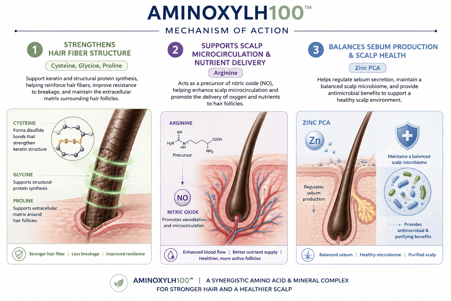 AMINOXYL H100 ™ - Aminoxyl supplier, Aminoxyl active row material, Aminoxyl powder mechanism of action