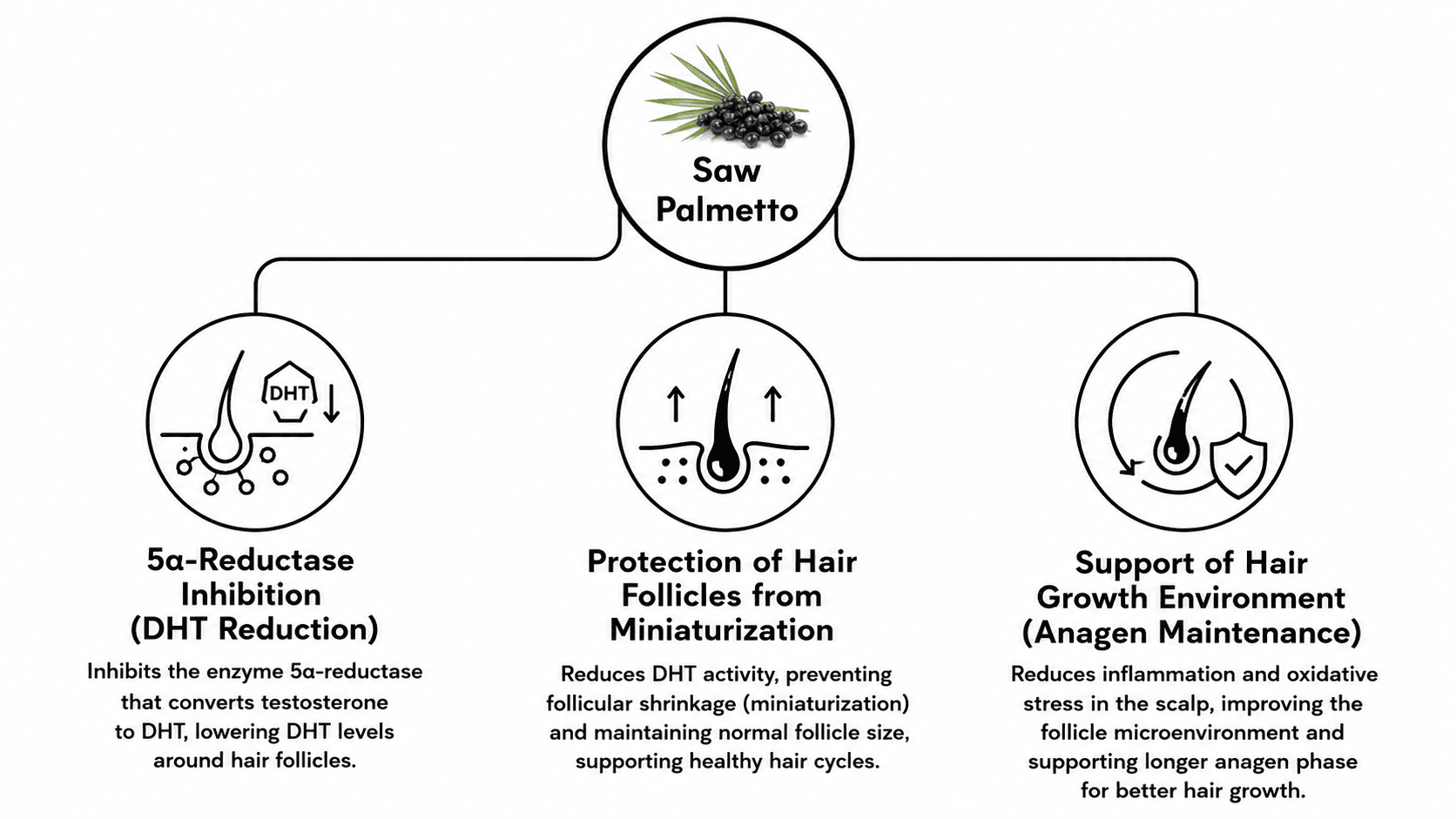 Saw palmetto Serenoa Serrulata - saw palmetto extract supplier, saw palmetto raw material, saw palmetto cosmetic ingredient mechanism of action