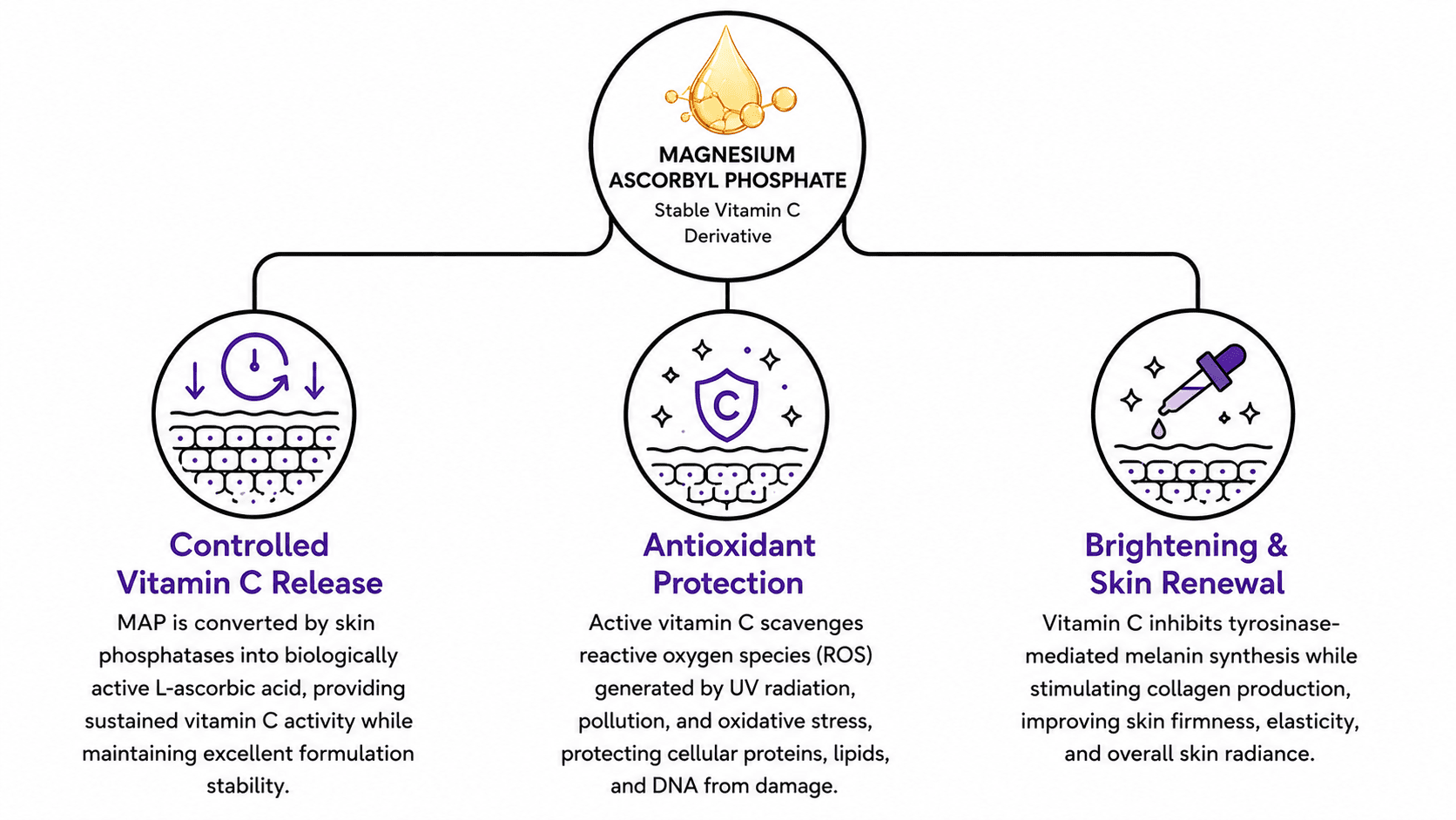 Magnesium Ascorbyl Phosphate (MAP) - Magnesium Ascorbyl Phosphate supplier, Magnesium Ascorbyl Phosphate powder, Magnesium Ascorbyl Phosphate active raw material mechanism of action