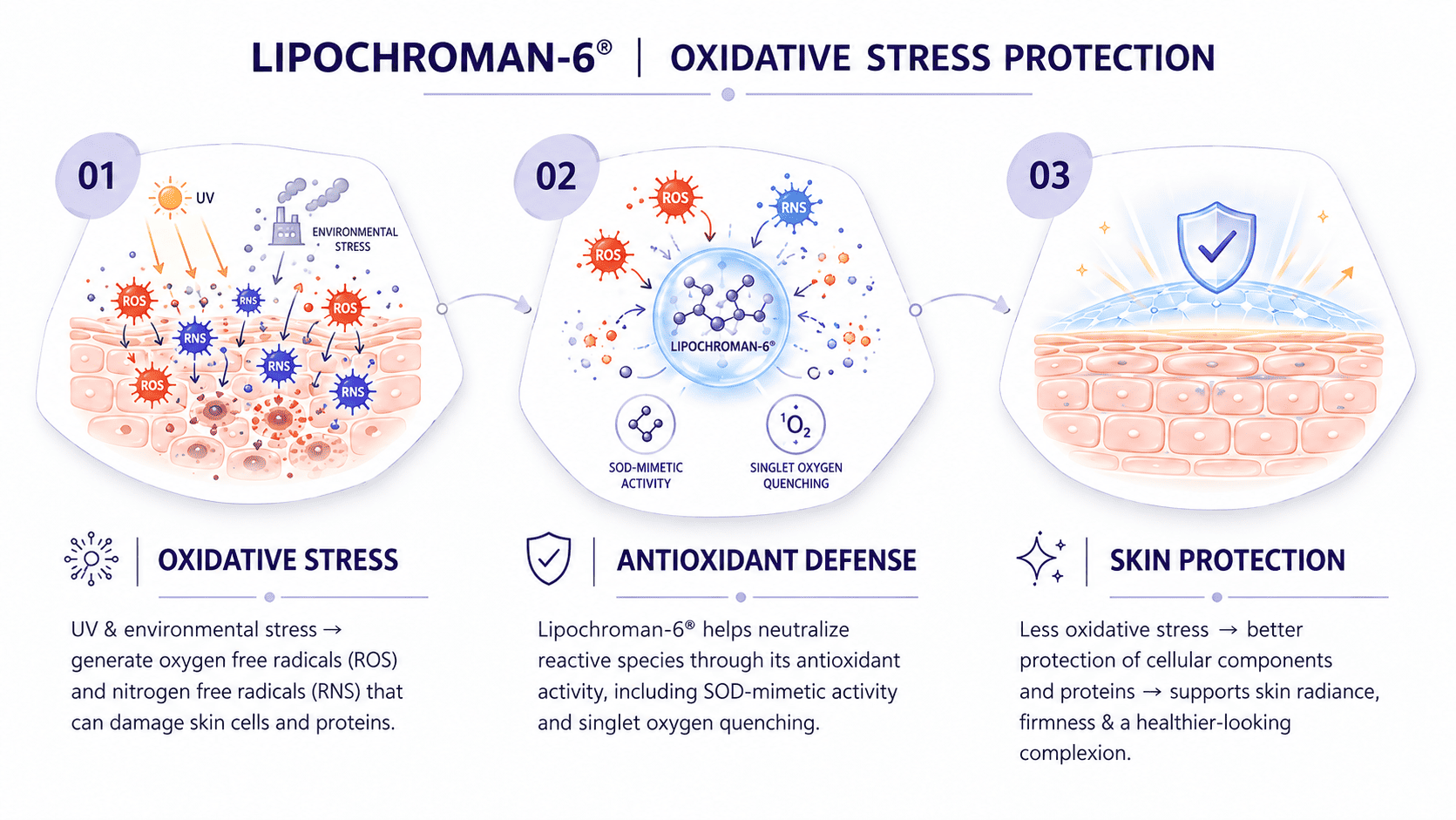 LIPOCHROMAN -6® - Lipochroman-6®, Lipochroman-6, Lipochroman-6 antioxidant, Lipochroman-6 ingredient mechanism of action