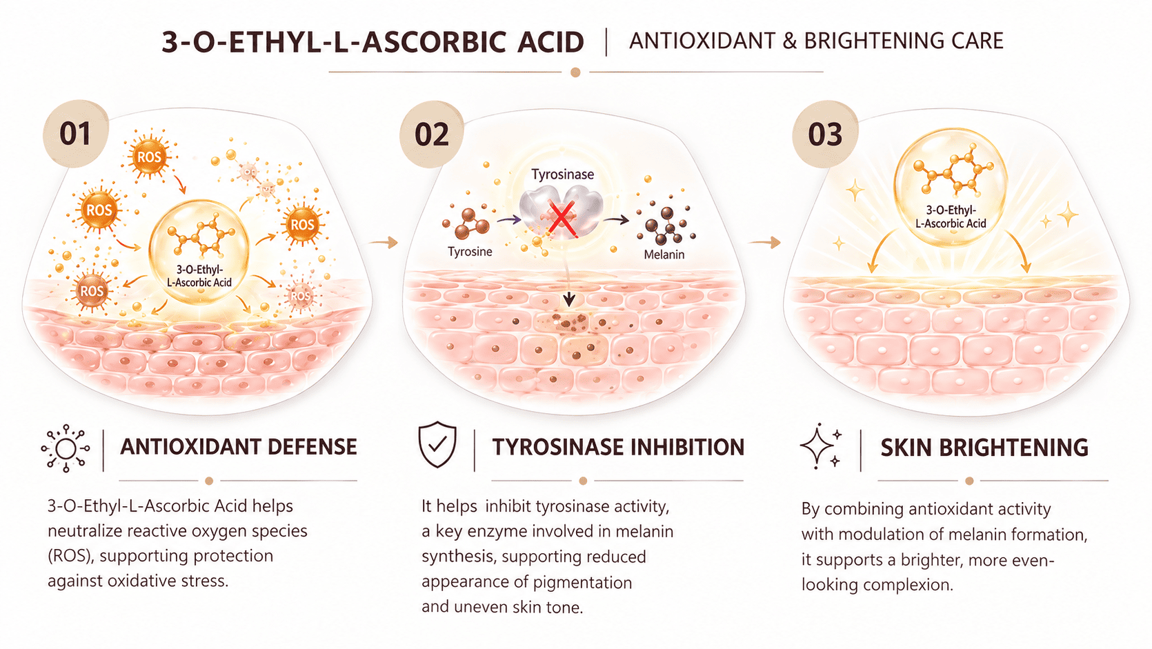 VITAPURE EAA® - 3-O-Ethyl Ascorbic Acid, Ethyl Ascorbic Acid, 3-O-Ethyl-L-Ascorbic Acid, Vitamin C derivative mechanism of action